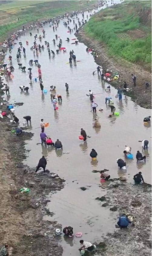 皇冠信用网APP下载_河南浚县一处河道内众人捞金?当地辟谣:捞的是花甲皇冠信用网APP下载,已劝离捕捞客