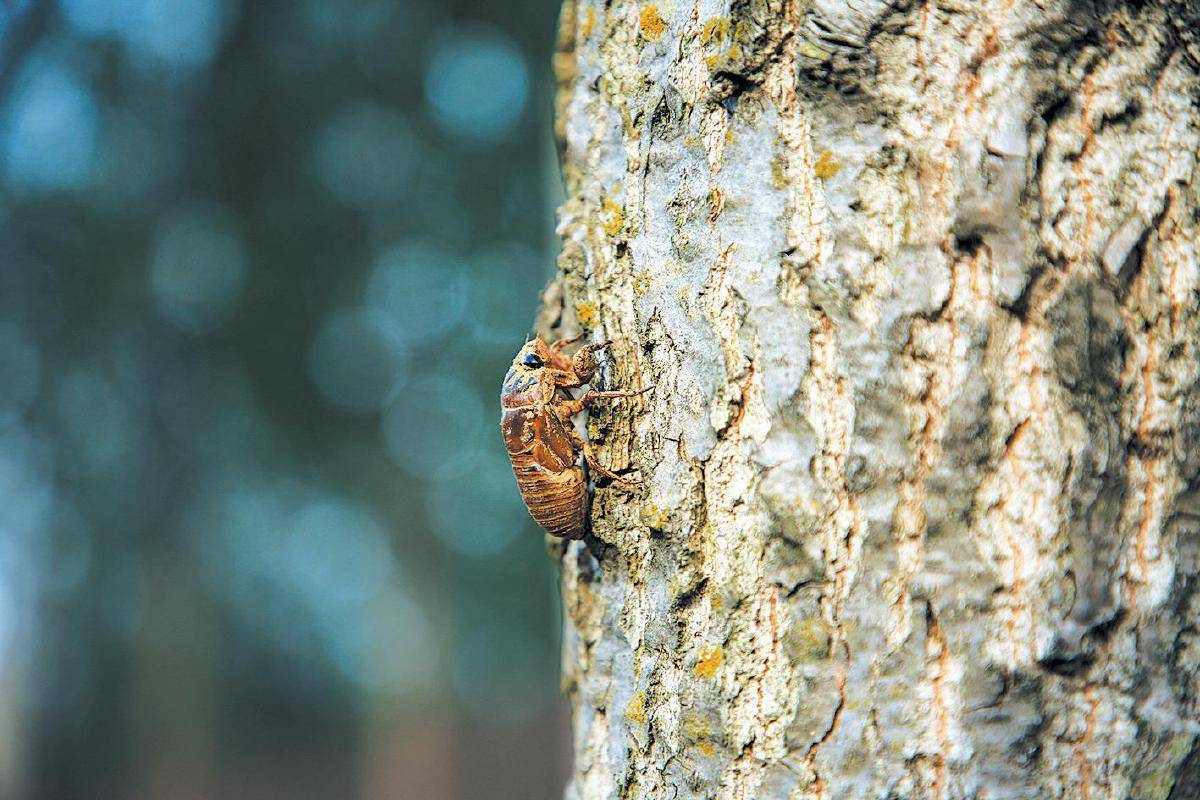 皇冠信用网开户_夏夜在公园里抓“季鸟猴”皇冠信用网开户，违规吗？