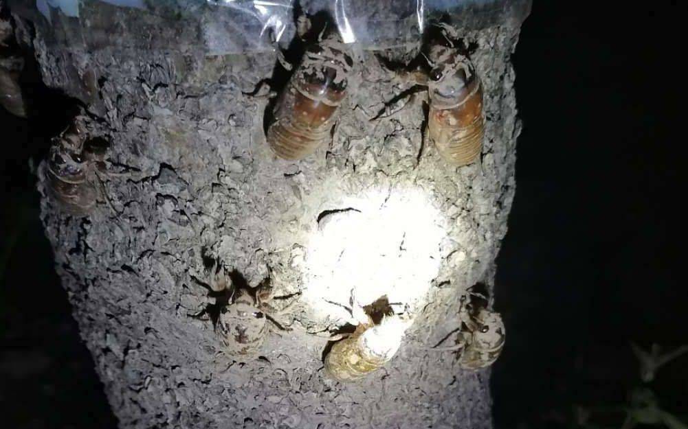 皇冠信用网开户_夏夜在公园里抓“季鸟猴”皇冠信用网开户，违规吗？