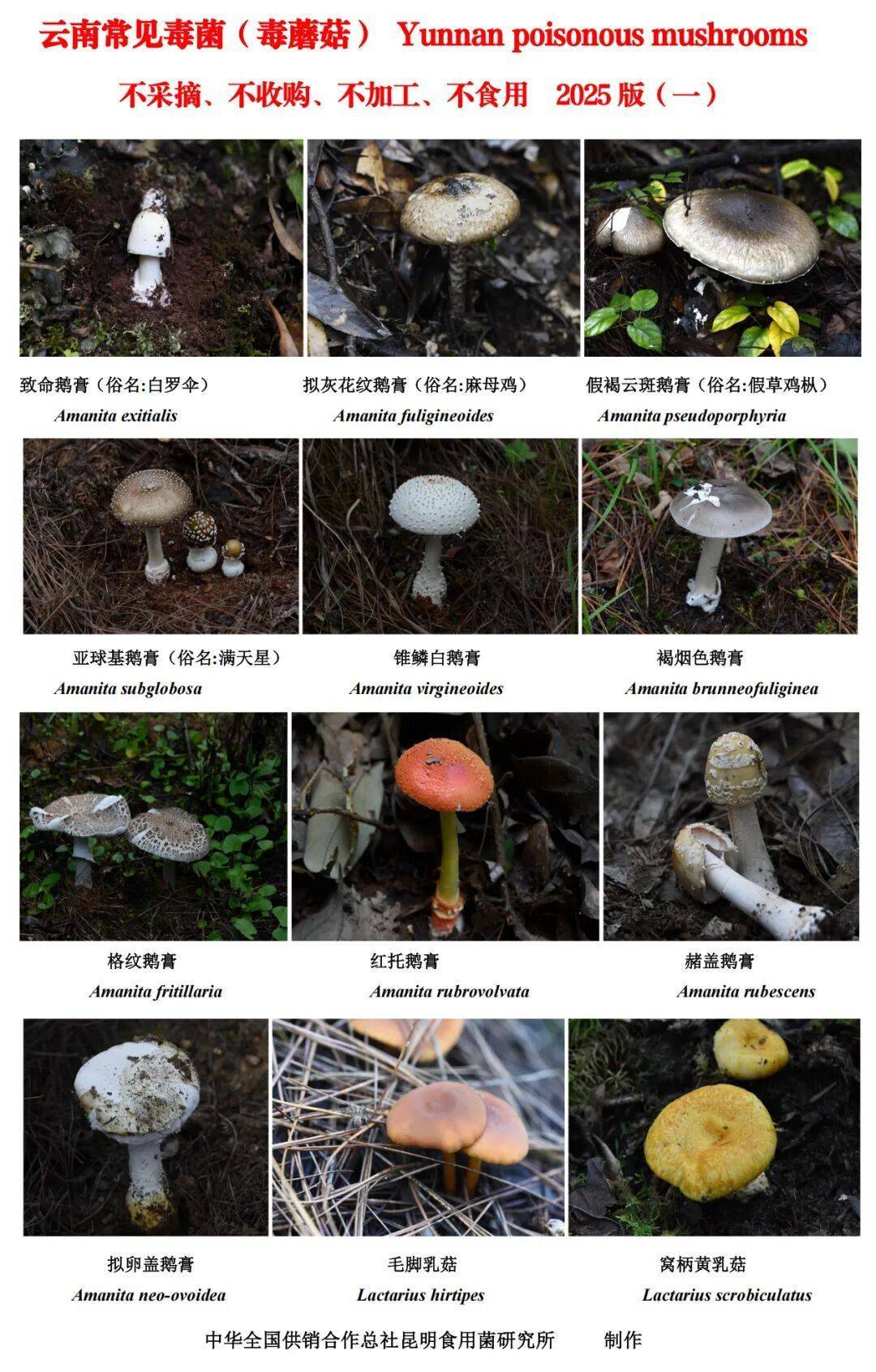 世界杯2026欧洲外围赛_云南毒菌名单公布世界杯2026欧洲外围赛!见手青被“除名”!新增→