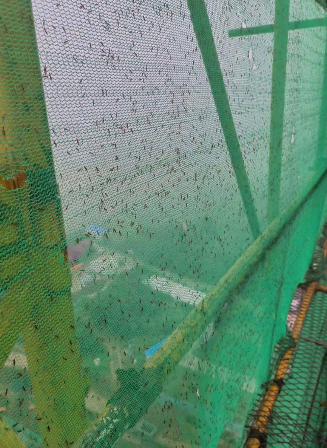 皇冠信用平台出租出售_河南多地现“行走的硫酸”：洛阳一工地脚手架密密麻麻全是皇冠信用平台出租出售，南阳4岁女童沾上它脖子红肿溃烂20余天未痊愈