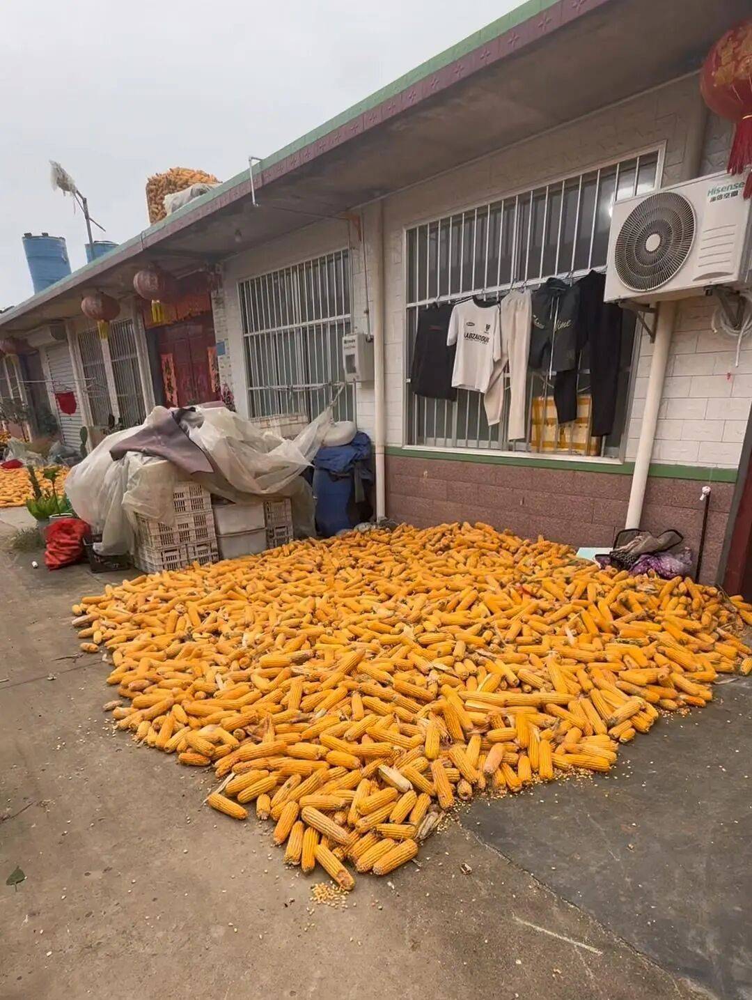 皇冠信用网登1_山东一大学生国庆8天假掰了7天半玉米皇冠信用网登1，本人称“自己多弯一次腰父母就少吃一点苦”