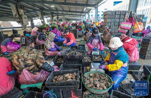 皇冠信用网足球代理
_山东荣成:鲍鱼收获忙