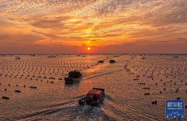 皇冠信用网足球代理
_山东荣成:鲍鱼收获忙