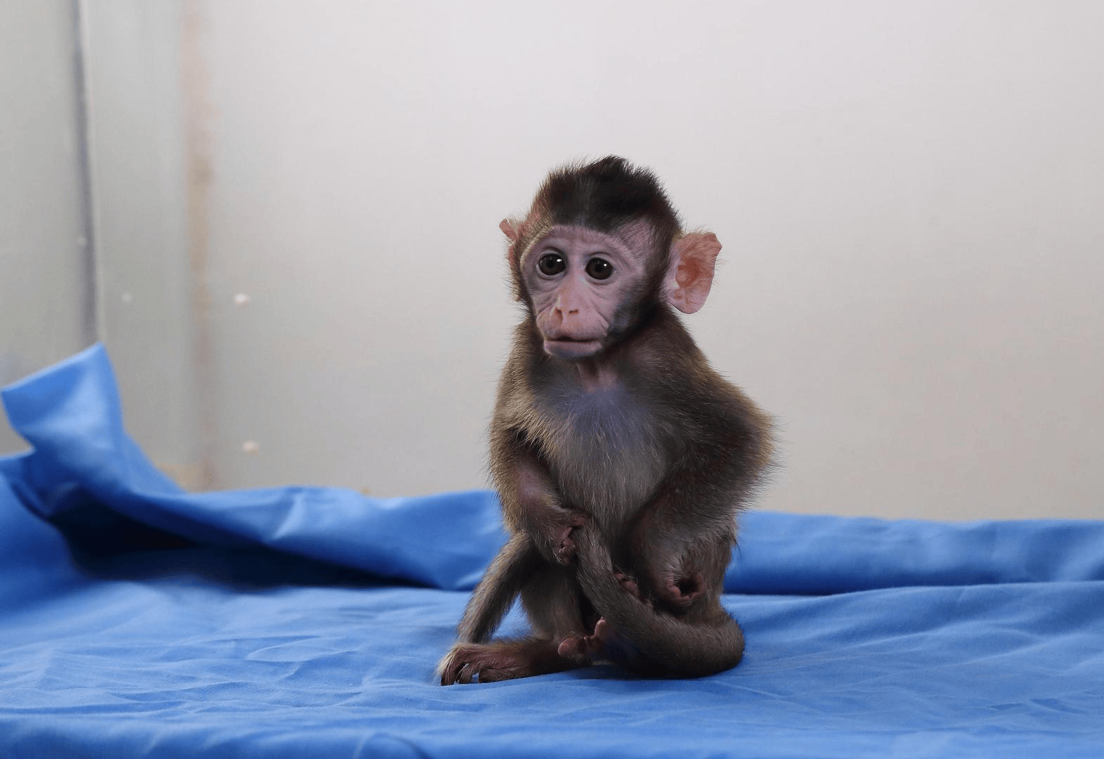 皇冠信用網出租代理
_有价无猴！实验猴价格暴涨皇冠信用網出租代理
，有猴场明年的猴都被订光，繁殖率已跟不上｜调查