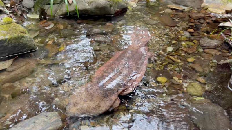 皇冠信用網开户
_江西宜春：河道现16斤野生娃娃鱼 多方联动救助成功放生