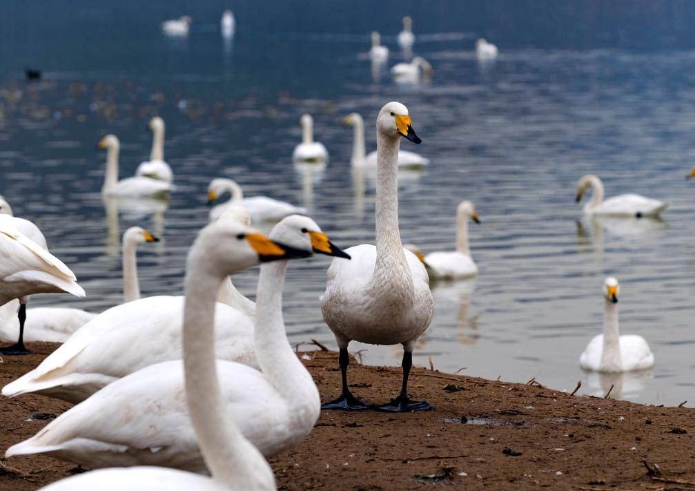 皇冠登入网址
_山西芮城圣天湖变身大天鹅越冬乐园