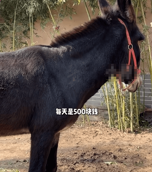 皇冠足球直播_驴一天片酬500元！河南600年古村全员“演技派”皇冠足球直播，鸡鸭鹅驴马都成了群演